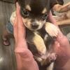Female Chihuahua