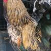 Roosters