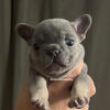 Frenchie Puppies