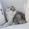 Litter of purebred Scottish fold kittens ( discounted)