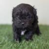 Dylan Male Shihpoo Puppy