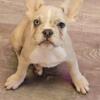 French Bulldog Puppies Akc, DNA clear, 12weeks all shots, Small adults