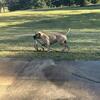 Presa Canario puppy male