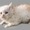 Tica Selkirk Rex kitten