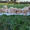 AKC Golden Retriever Puppies