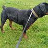 King Bobo is up for Stud! Our largest male Rottweiler