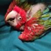 Baby 1 Greenwing macaw