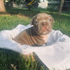 Micro bully pups 