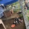 Bluetick coonhound pups ready to go today!