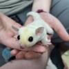 One Male Leucistic Sugar Glider