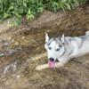 Sierra Jane 2 yrs old Siberian Husky