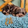 Eli chocolate merle yorkie boy Florida READY 
