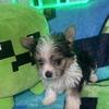 Parti Yorkie