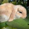 Pedigreed Holland lop boy