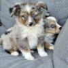 Mini australian shepherds