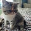 Exotic shorthair kitten female