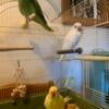 2024 Handfed Indian Ringnecks - Lutino & Albino Females