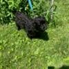 Yorkie Poo Female for Sale