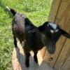 Nigerian Dwarf Goats $75