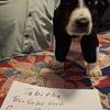 Basset Hound Puppies 