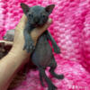 Sphynx kittens Austin Texas JOYCATS cattery on FB