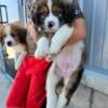 Great Bernese Puppies