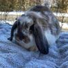 Minilop Bunnies