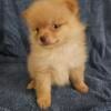 Male pomeranian puppy $400