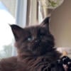 Mossy Cottage Grimoire - TICA Registered Black Maine Coon Kitten