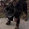 AMERICAN BULLY