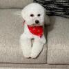 BICHON FRISE FEMALE for SALE