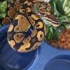 2yr old female ball python