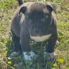 American bully pup for sale