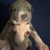 Pitbull Puppies for sale