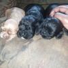 Cockapoo  puppies available October 26