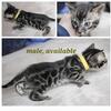 STUNNING TICA Registered Bengal Kittens