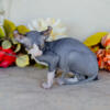 SUPER AWESOME ELF SPHYNX MALE AVAILABLE IN ILLINOIS