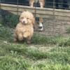 Toy Poodle Puppies 12 weeks old Males and Females