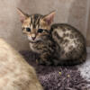 Female Bengal Kittens Born March 30th