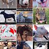 Miniature Bull Terriers *TOP QUALITY*