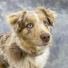 Rehoming Mini Australian Shepherd 