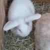 holland lop babies