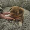 Pomchi puppies