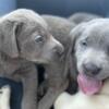AKC Registered Lab puppies just in time for Easter