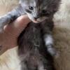 Purebred European Maine Coons High Black Smokes
