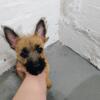 Female Cairn Terrier Puppy "Bailey"