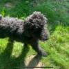 Labradoodle Puppy needs a good home