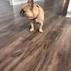 French bulldog AKC