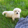 Golden Puppy - Sycamore