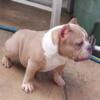 american bully puppies